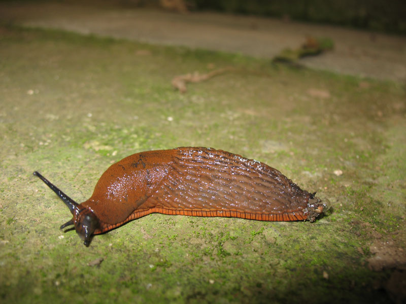 Intimità:  Arion vulgaris