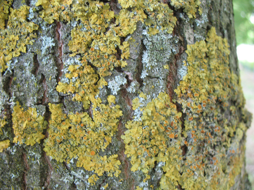 Con VERDE ANTICO a Pollenzo