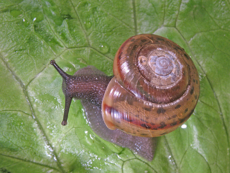 Chilostoma (Chilostoma) zonatum zonatum (Studer, 1820)