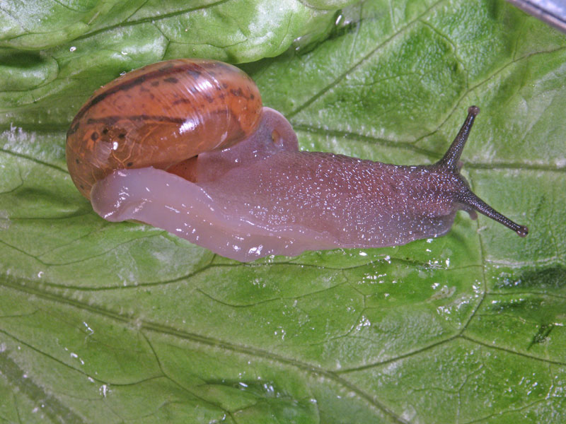 Chilostoma (Chilostoma) zonatum zonatum (Studer, 1820)