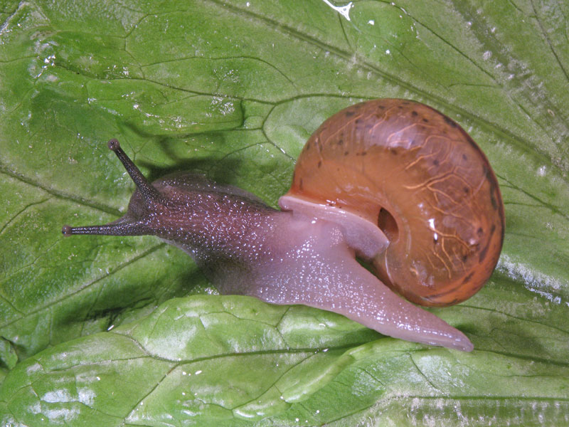 Chilostoma (Chilostoma) zonatum zonatum (Studer, 1820)