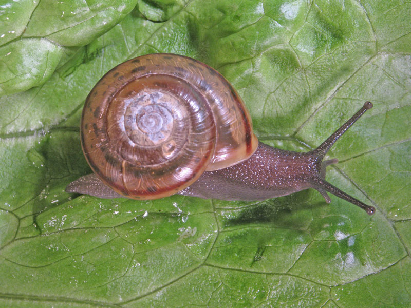 Chilostoma (Chilostoma) zonatum zonatum (Studer, 1820)