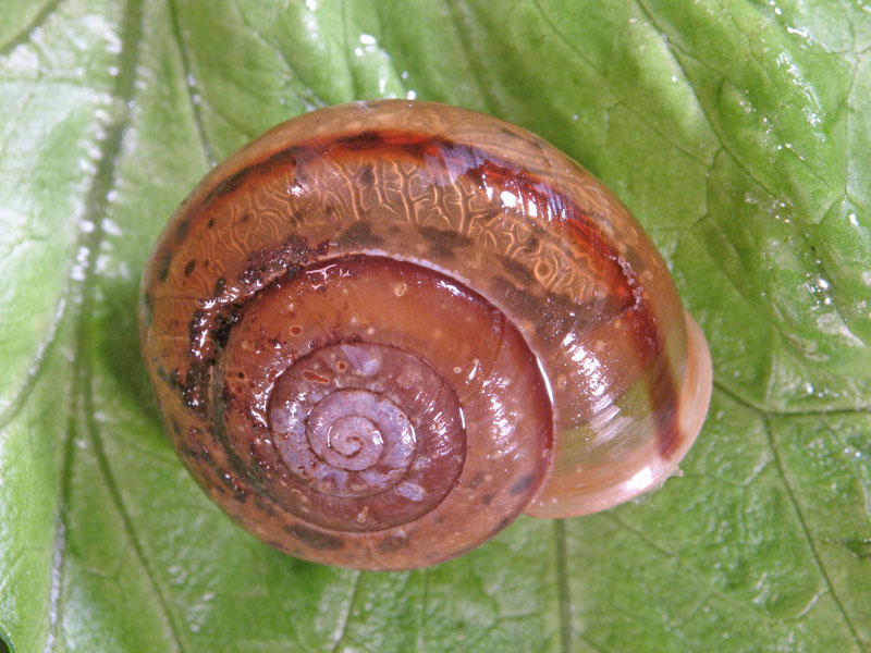 Chilostoma (Chilostoma) zonatum zonatum (Studer, 1820)