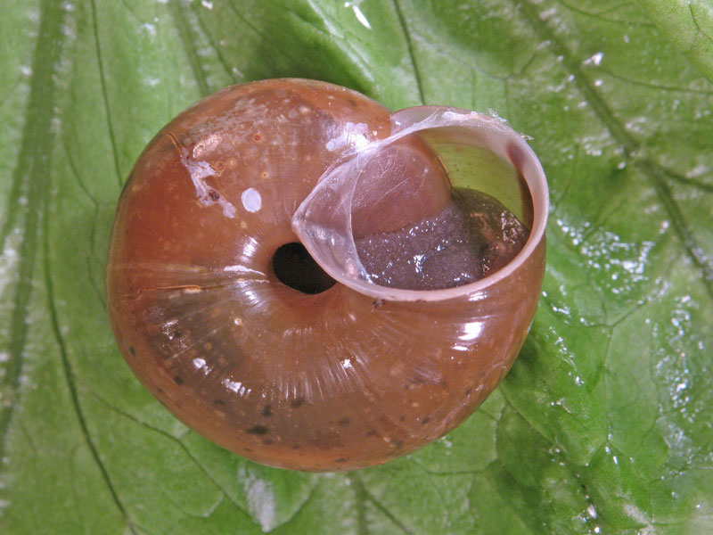 Chilostoma (Chilostoma) zonatum zonatum (Studer, 1820)