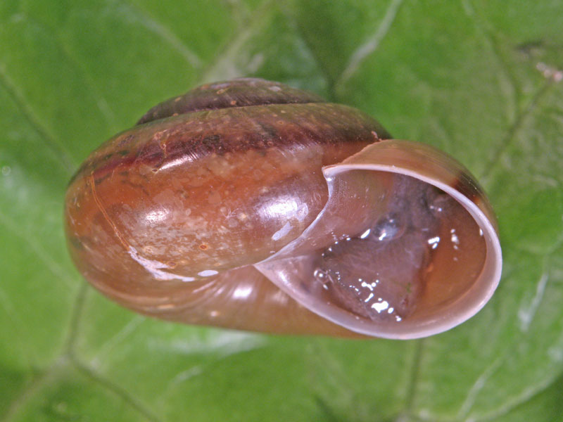 Chilostoma (Chilostoma) zonatum zonatum (Studer, 1820)