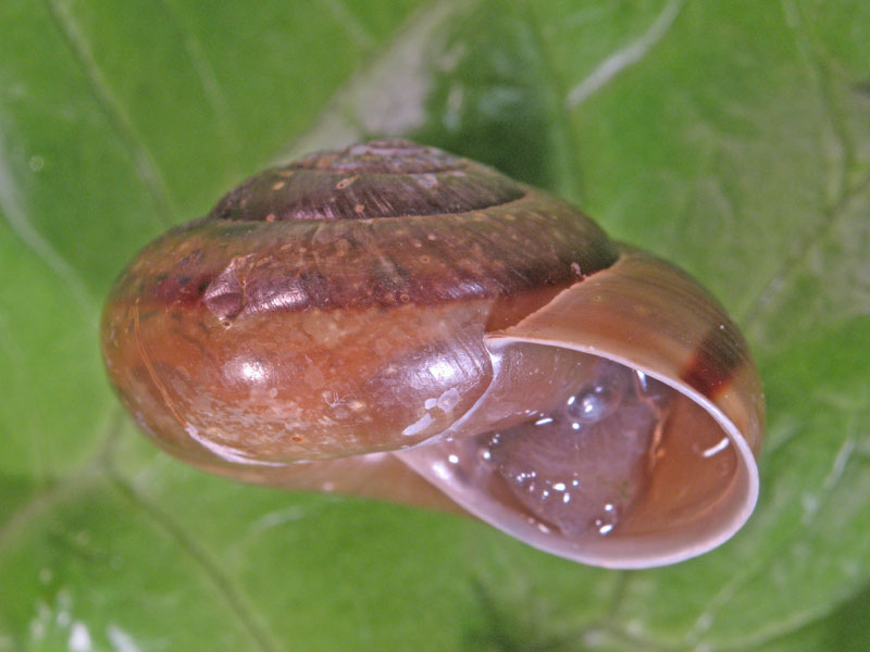 Chilostoma (Chilostoma) zonatum zonatum (Studer, 1820)