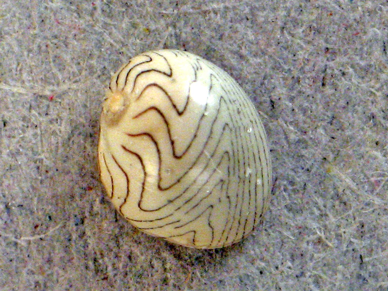 Smaragdia viridis
