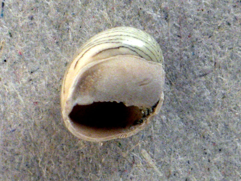 Smaragdia viridis