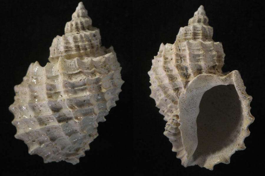 Solatia hirta ??