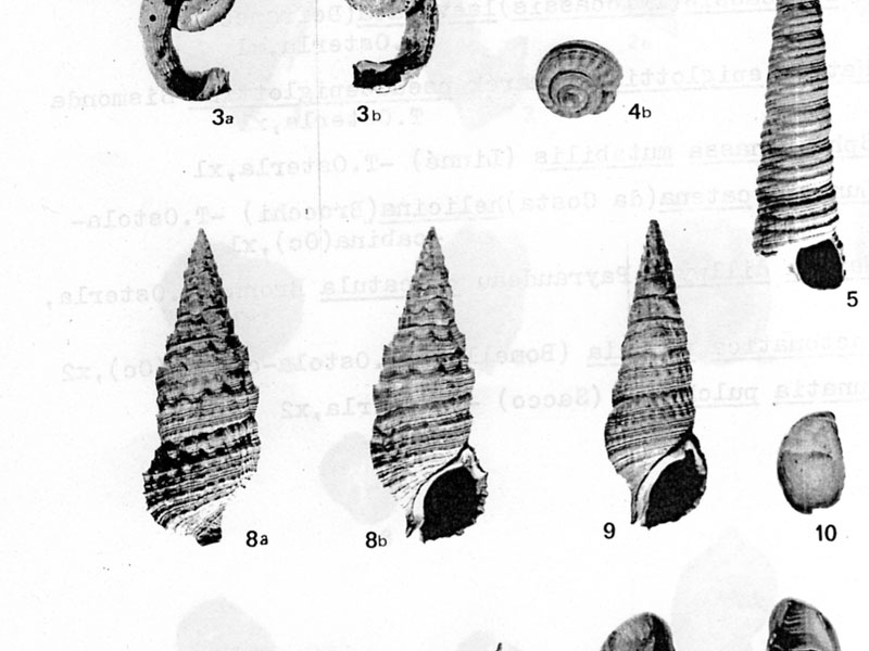 Cerithium vulgatum (Bruguiere, 1792) - Pliocene - Biellese