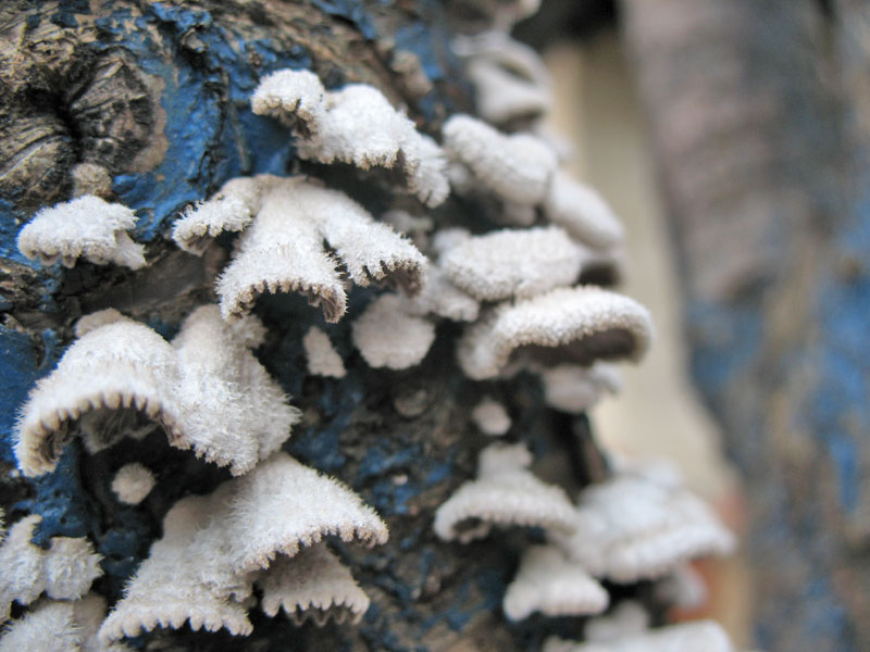 Il mio povero ciliegio! (Schizophyllum commune)