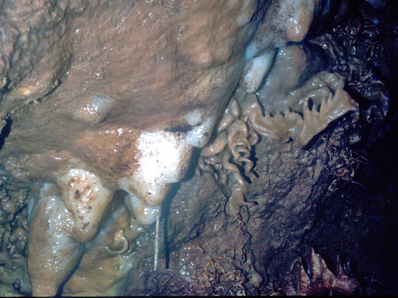 concrezione a dente di cane