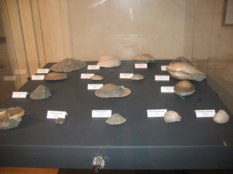 Anche a Biella un po'' di Paleontologia ?