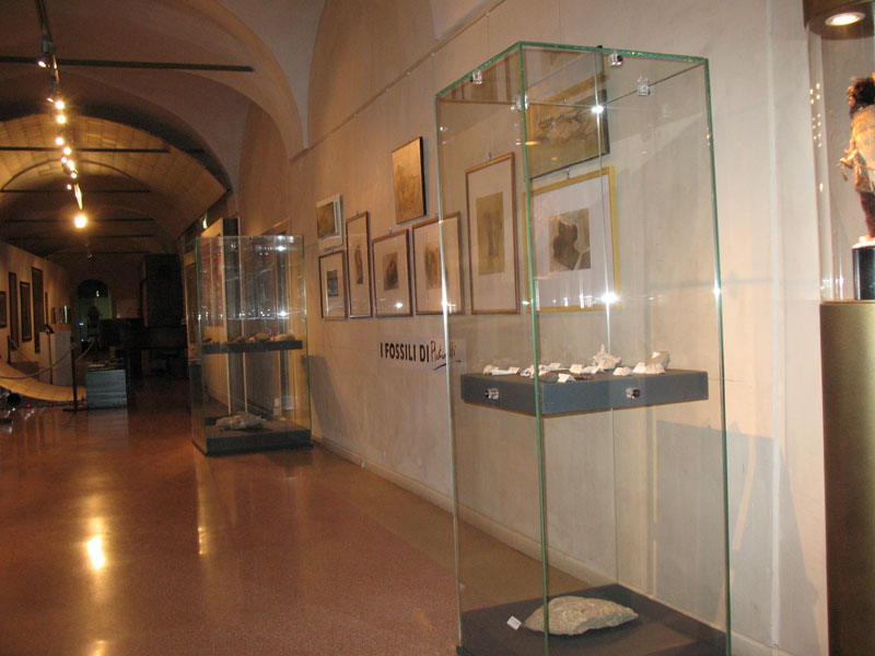 Anche a Biella un po'' di Paleontologia ?