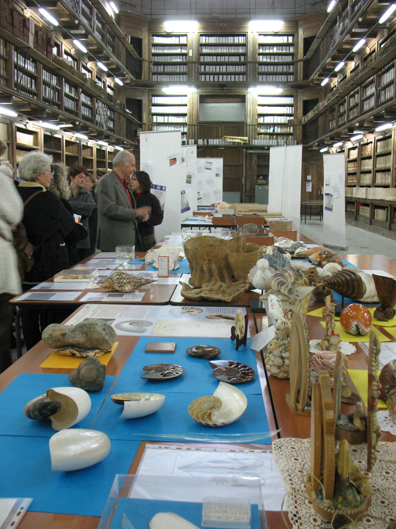 Mostra malacologica a Novara