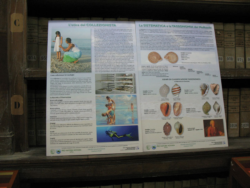 Mostra malacologica a Novara