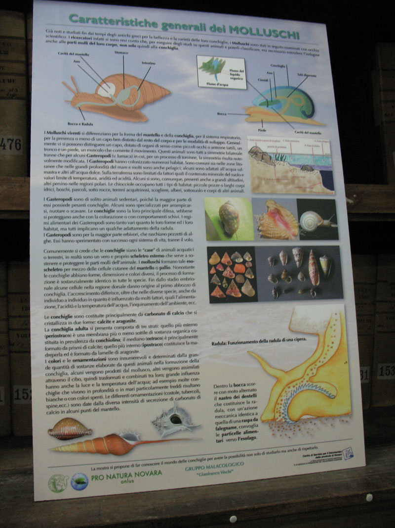 Mostra malacologica a Novara