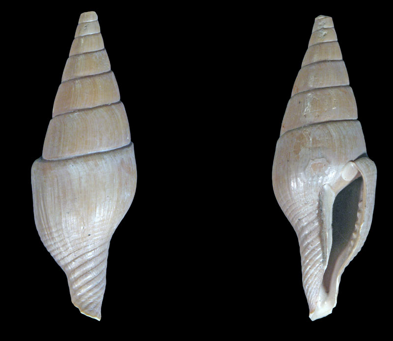 Mitrella nassoides (Grateloup, 1827) - Pliocene - Biella