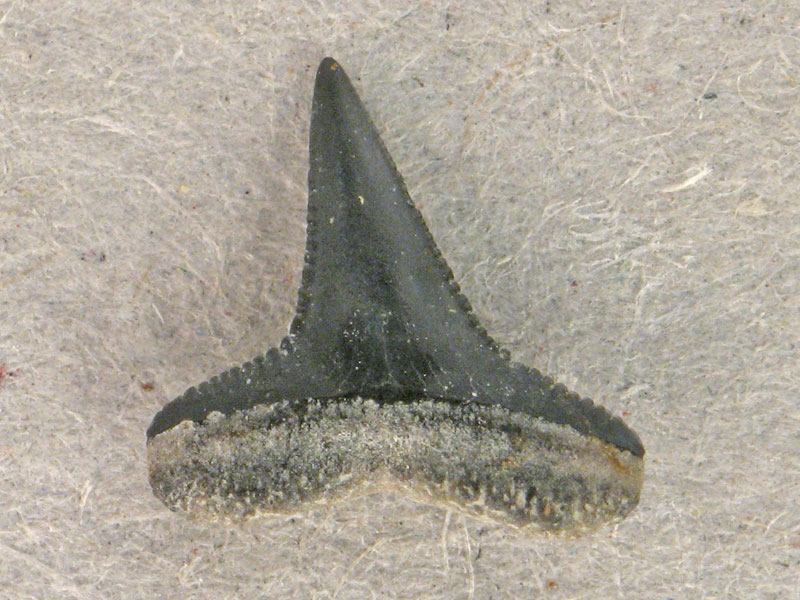 Il primo dentino