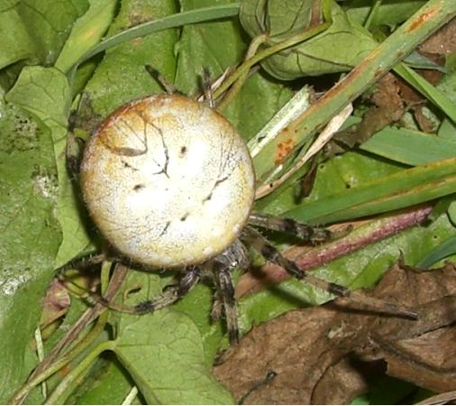 Araneus spp.