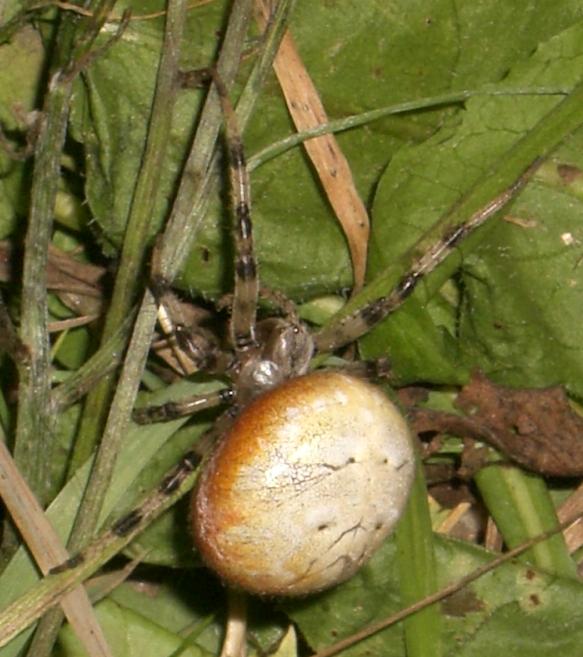 Araneus spp.