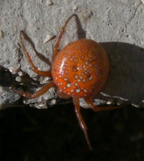 Araneus spp.