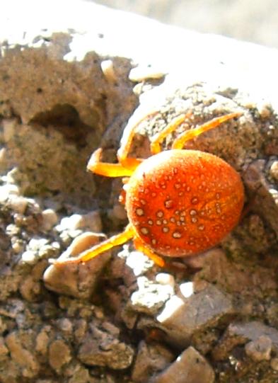 Araneus spp.