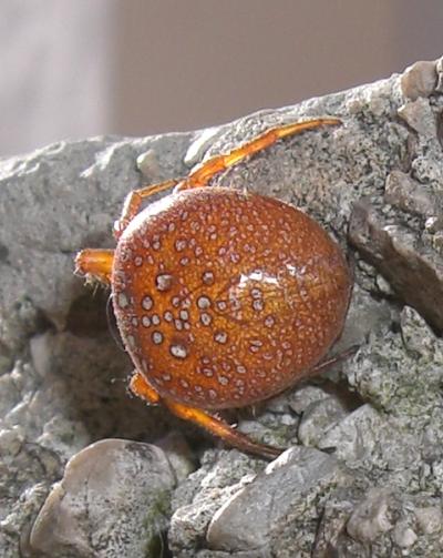 Araneus spp.