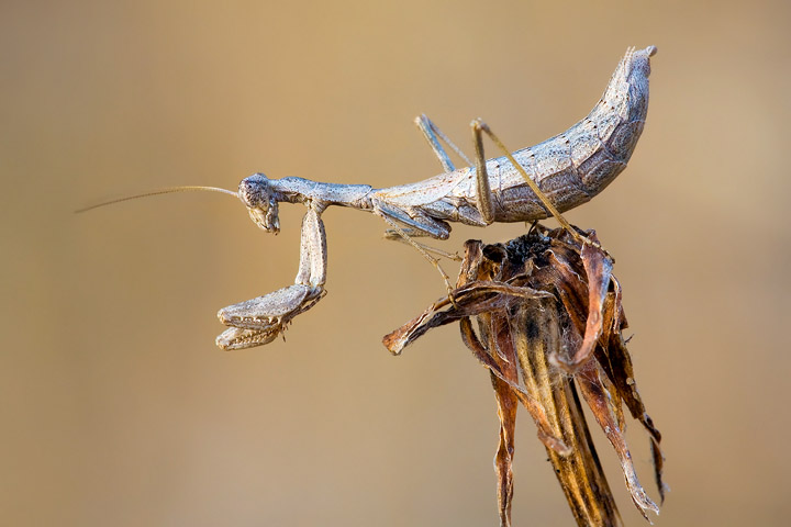 Iris oratoria(chiedo conferma)
