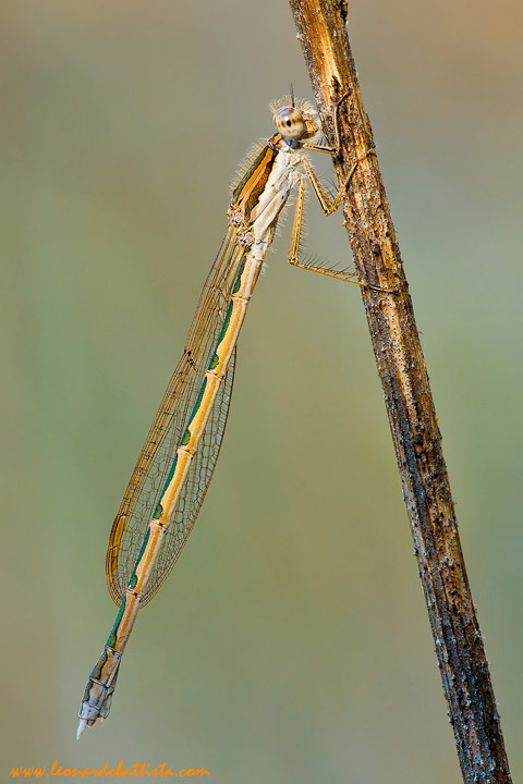 Sympecma fusca