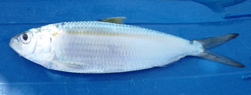 Alaccia di Madera (Sardinella maderensis)