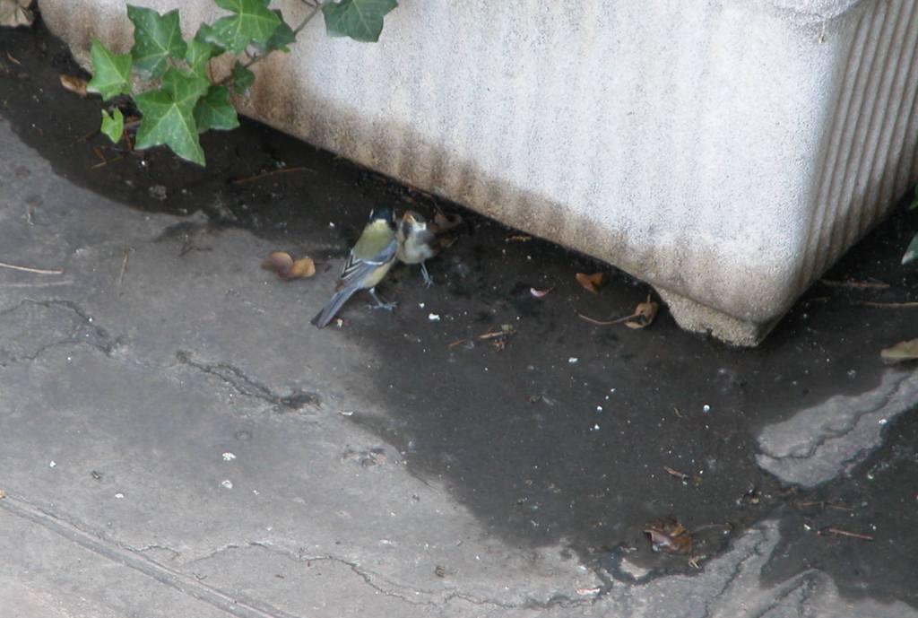 Cinciallegra a Milano