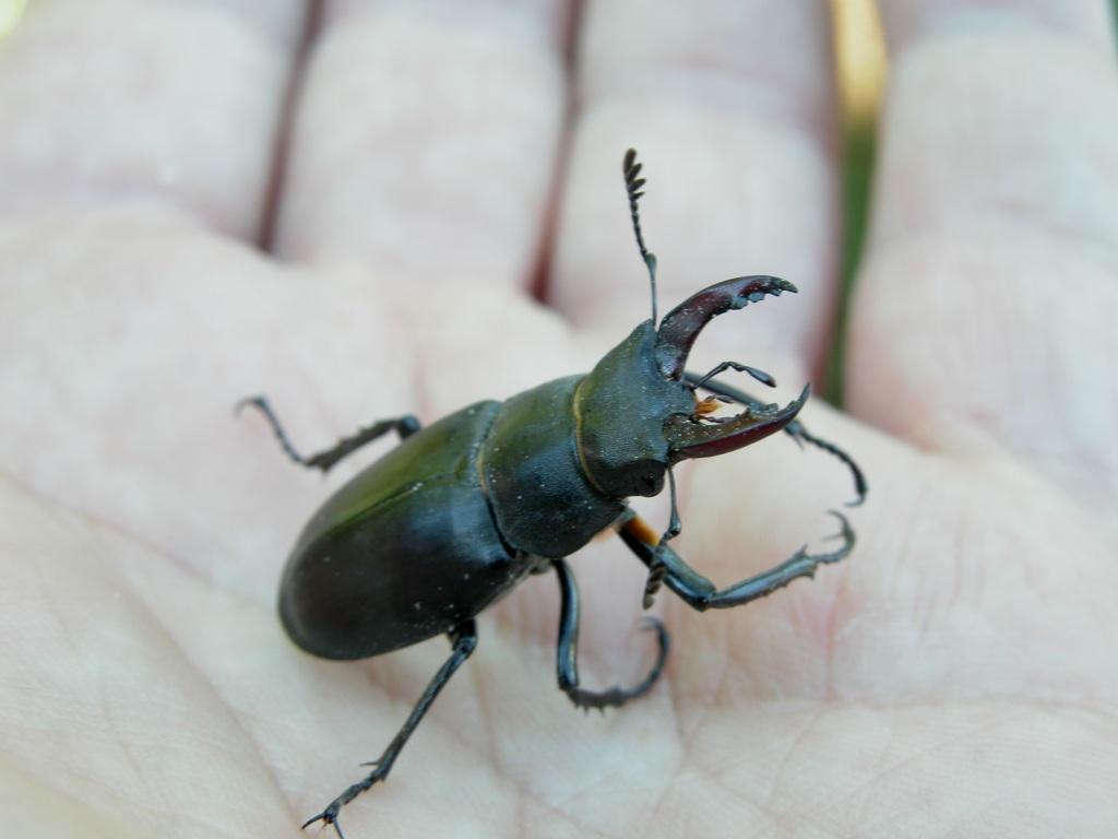 Lucanus cervus