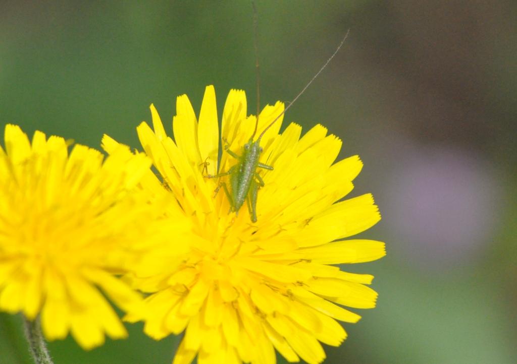 Neanide di Tettigonia sp.