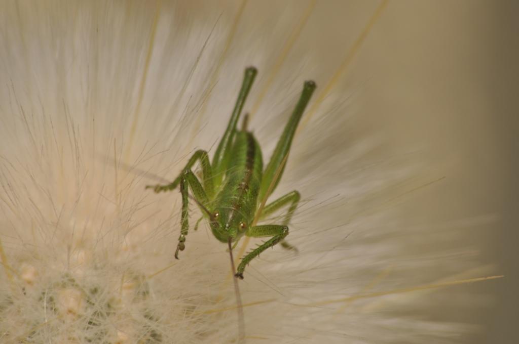 Neanide di Tettigoniidae: Tettigonia sp.