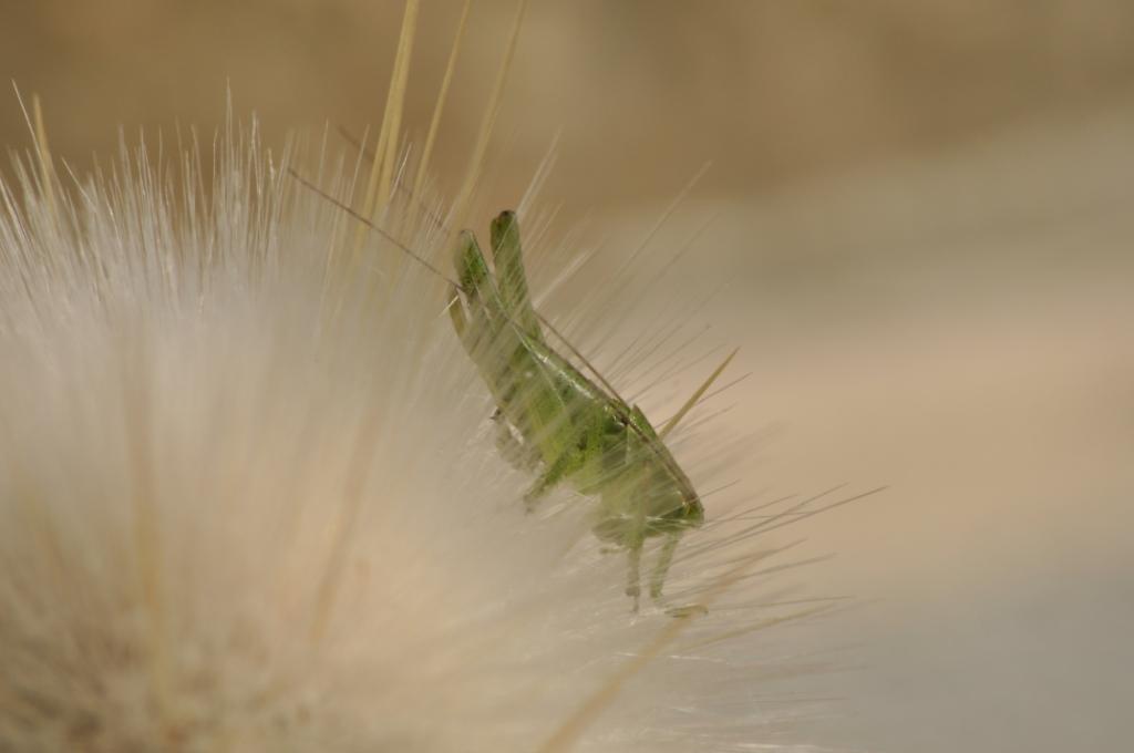 Neanide di Tettigoniidae: Tettigonia sp.