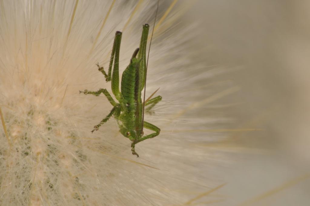 Neanide di Tettigoniidae: Tettigonia sp.