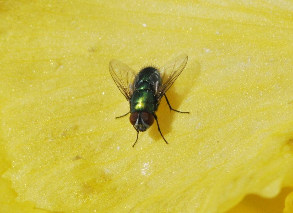 Lucilia sericata ♂ (Calliphoridae)