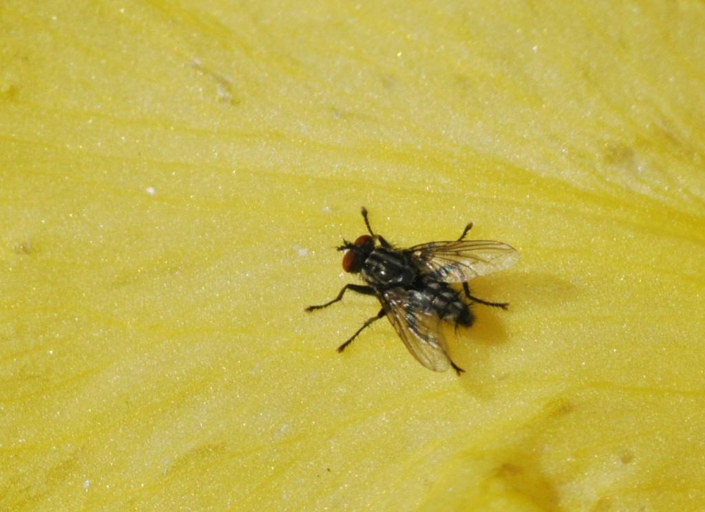 Sarcophaga sp. (Sarcophagidae)