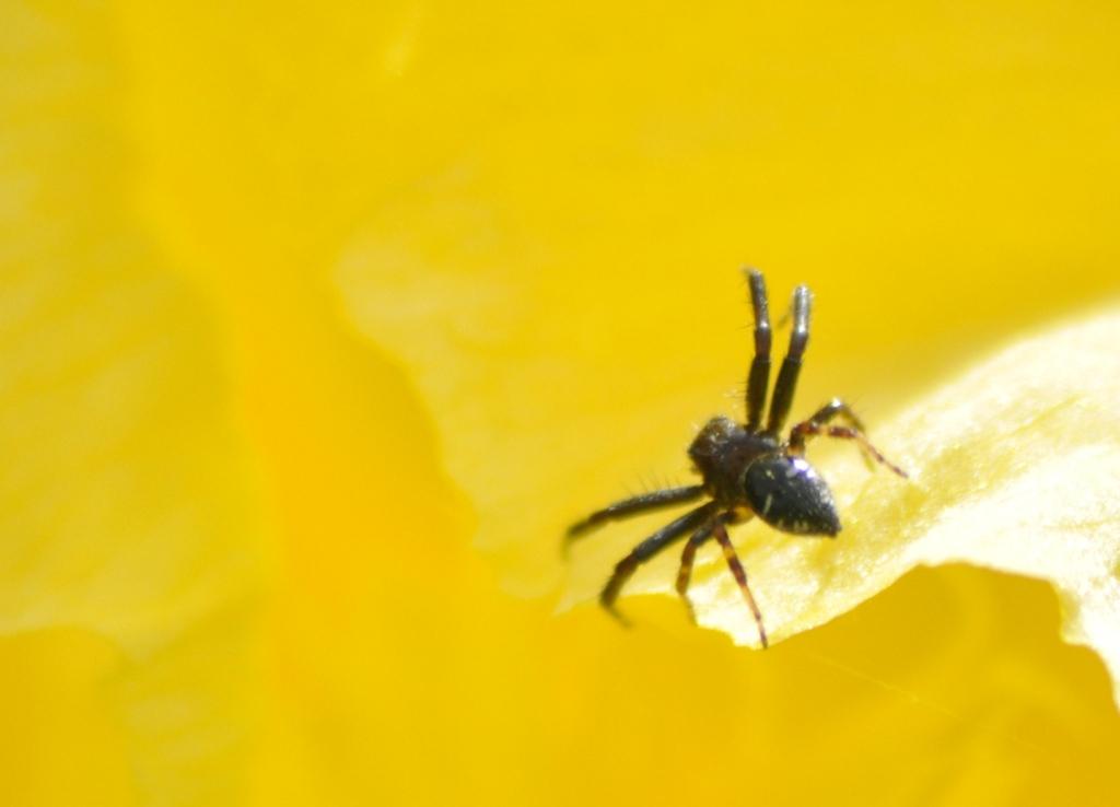 Synema globosum