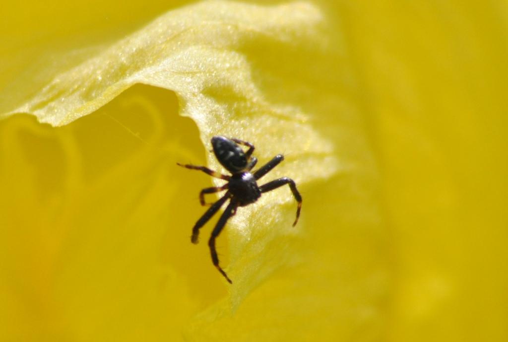 Synema globosum