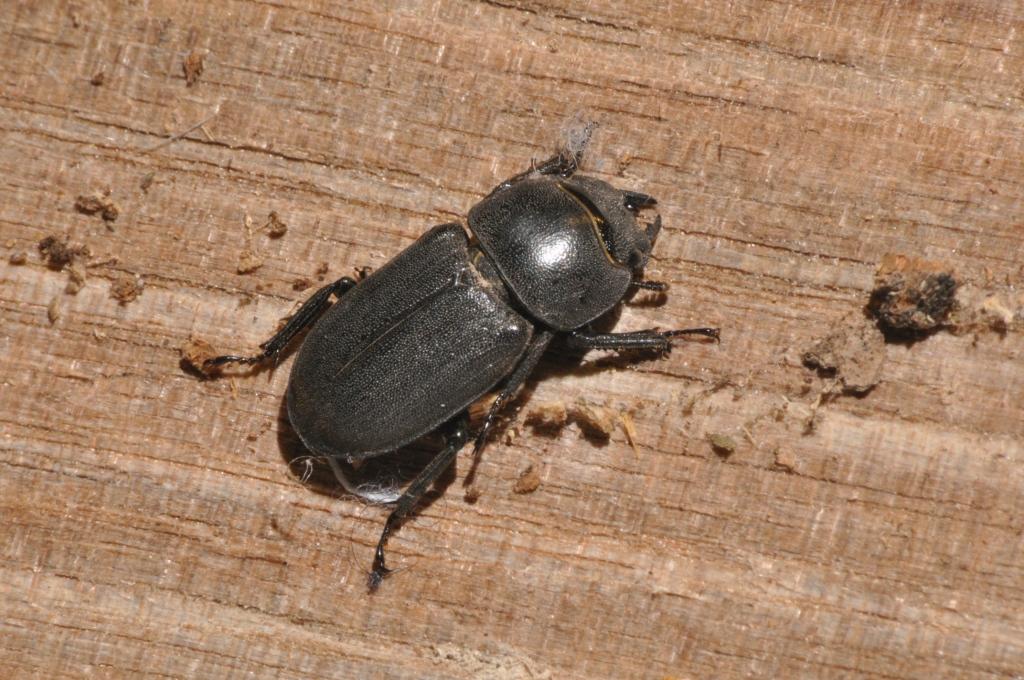 Dorcus parallelepipedus