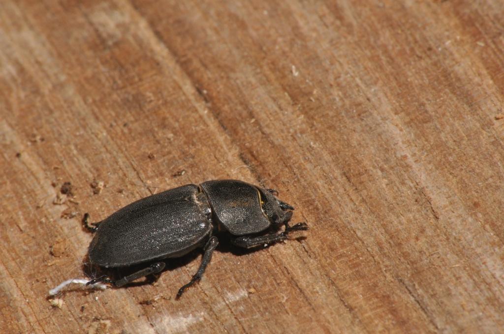 Dorcus parallelepipedus
