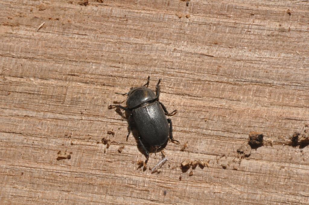 Dorcus parallelepipedus