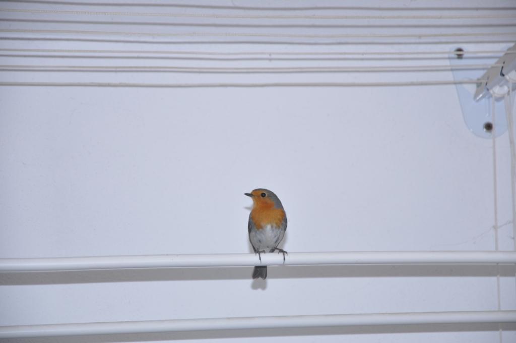 Un pettirosso entrato i casa!