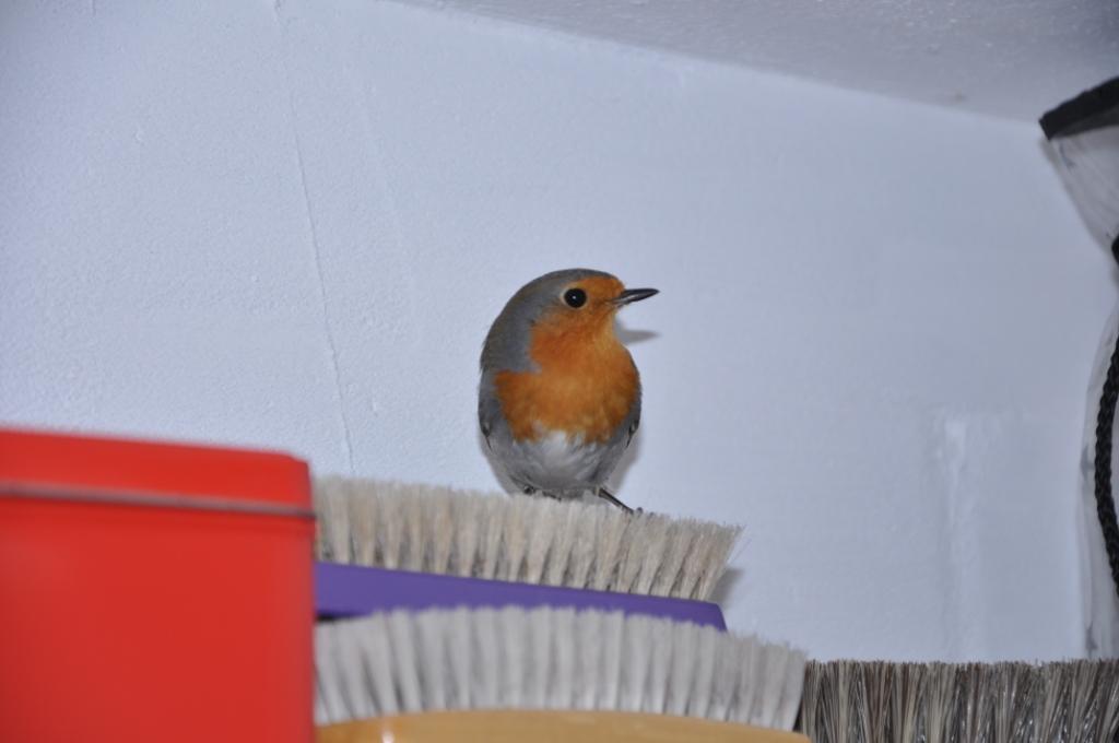 Un pettirosso entrato i casa!