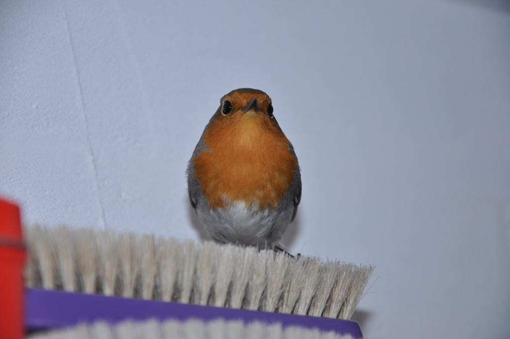 Un pettirosso entrato i casa!