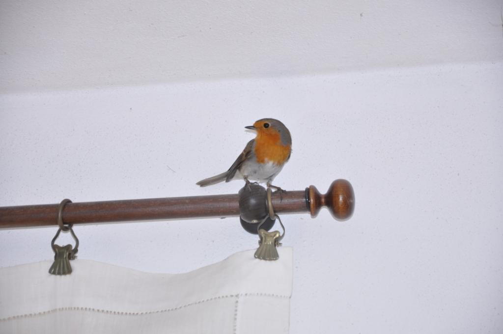 Un pettirosso entrato i casa!