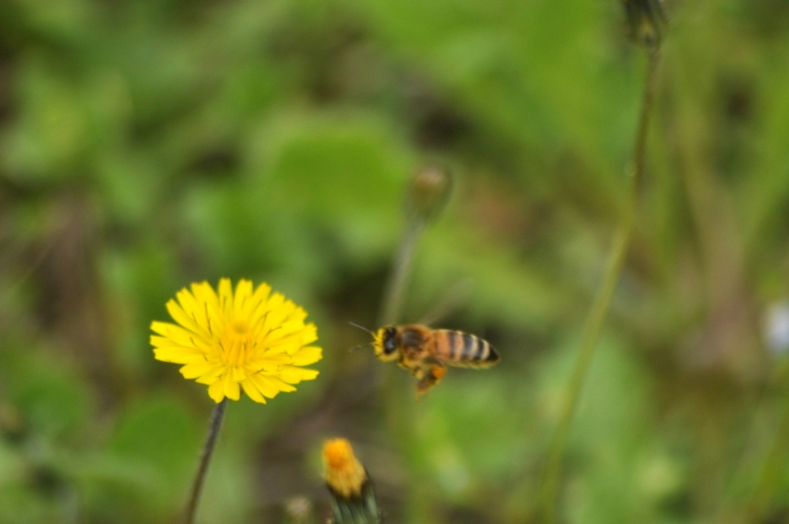 Apis mellifera