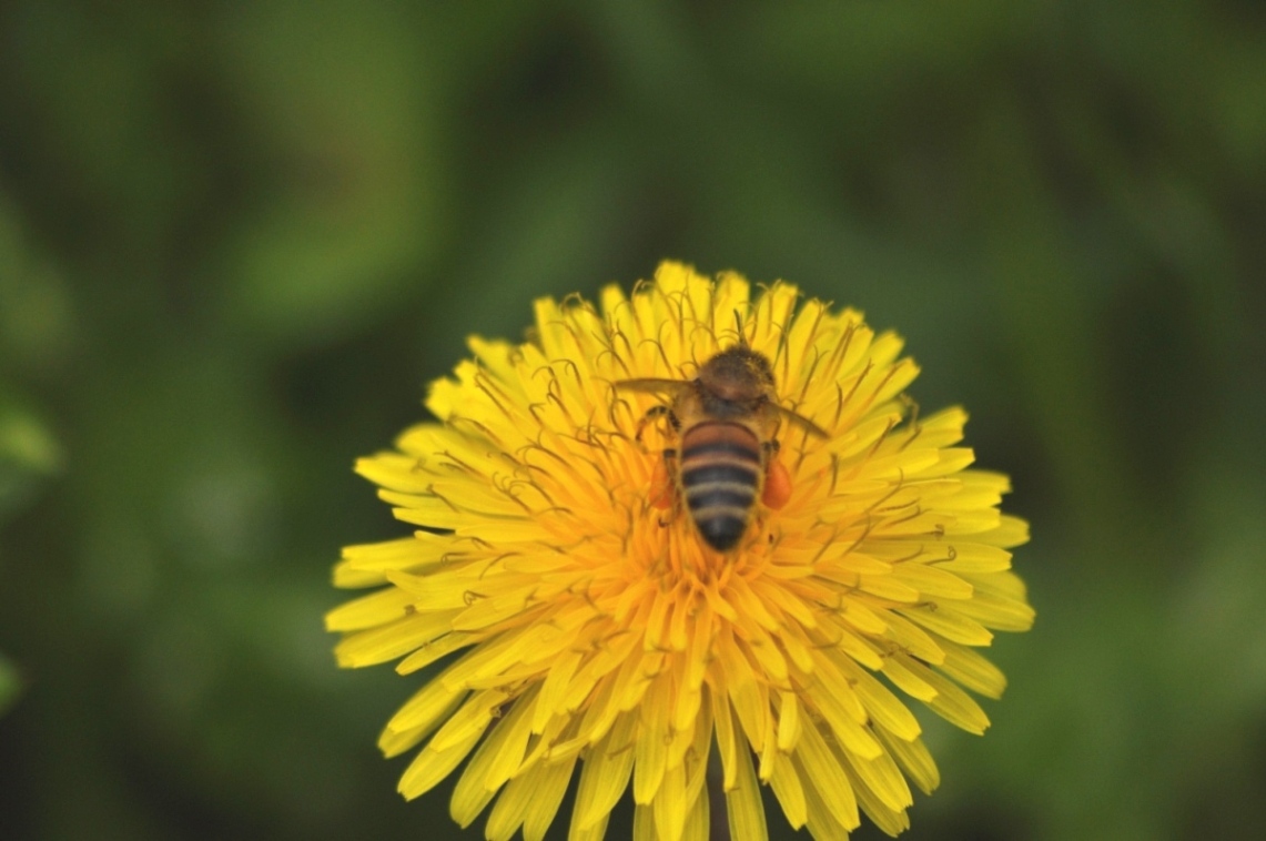 Apis mellifera